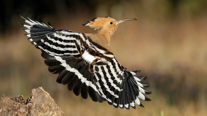 In San Remigio la biodiversità per il fotografo Ilario Zuccolo